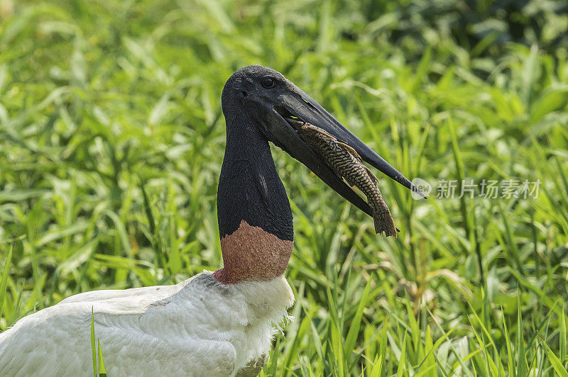 Jabiru, Jabiru菌属，是一种发现于美洲的大型彩色鹳。发现于巴西潘塔纳尔湿地。吃一条鱼。